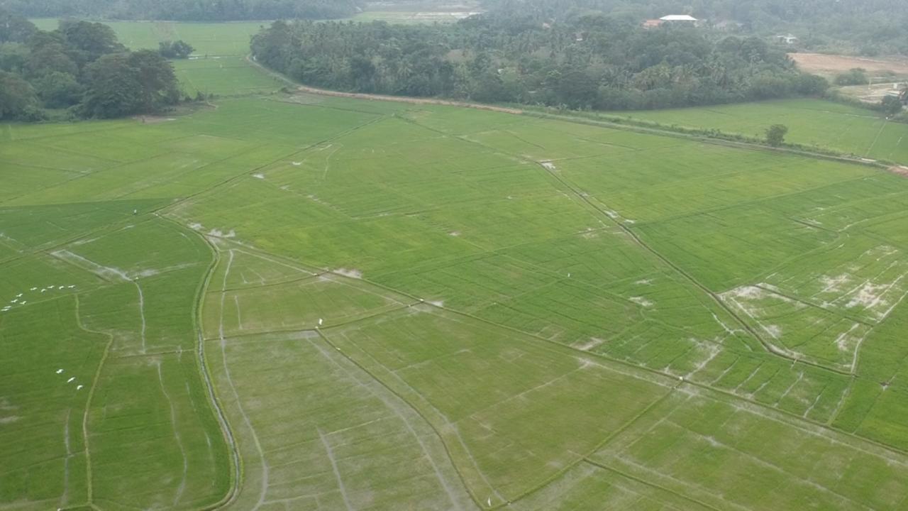 Rice Field View Home Stay Tangalle Extérieur photo